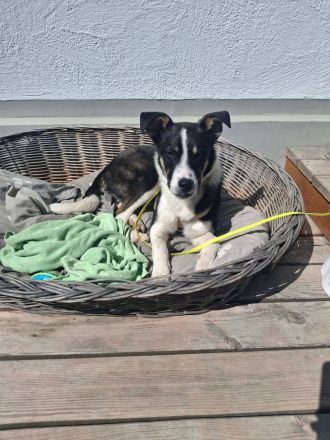 Lila auf Pflegestelle in 86911 Diessen sucht ihr Für-immer-Zuhause
