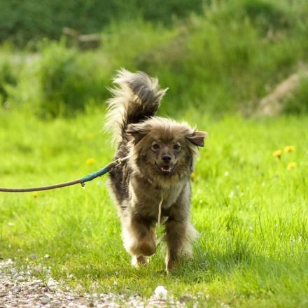 Sprotte in 69488 Birkenau sucht ihr Für-immer-Zuhause