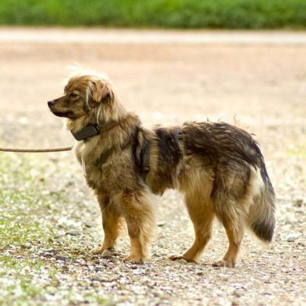 Sprotte in 69488 Birkenau sucht ihr Für-immer-Zuhause