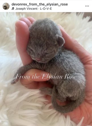 Zuckersüße Devon Rex mit Stammbaum