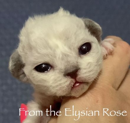 Zuckersüße Devon Rex mit Stammbaum