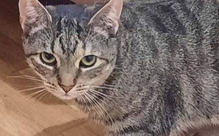 Cloe: Ein feines schüchternes Wesen, das Vertrauen lernen möchte