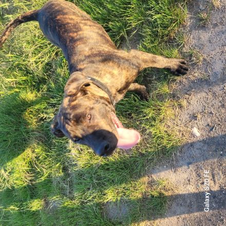 Junger Bulldoggen-Boxer-Mix nur in erfahrene Hände abzugeben