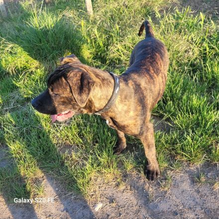 Junger Bulldoggen-Boxer-Mix nur in erfahrene Hände abzugeben
