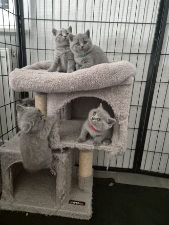 ✨ Liebevolle BKH-Kitten suchen ein schönes Zuhause ✨