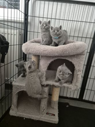 ✨ Liebevolle BKH-Kitten suchen ein schönes Zuhause ✨