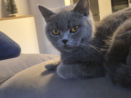✨ Liebevolle BKH-Kitten suchen ein schönes Zuhause ✨
