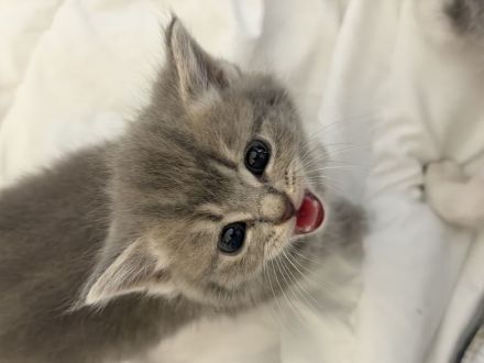 Kitten