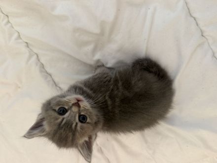 Kitten