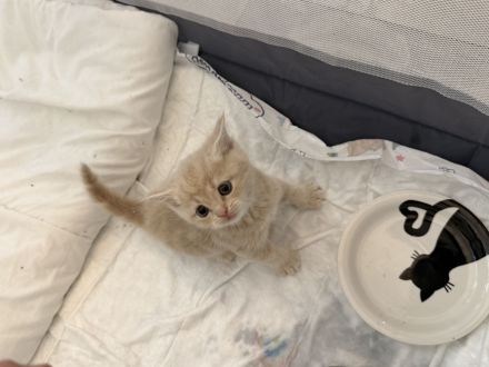 Kitten