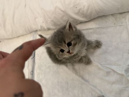 Kitten