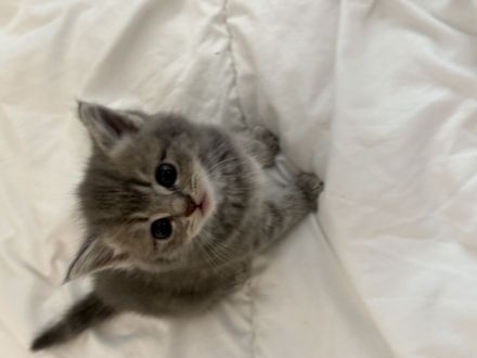Kitten