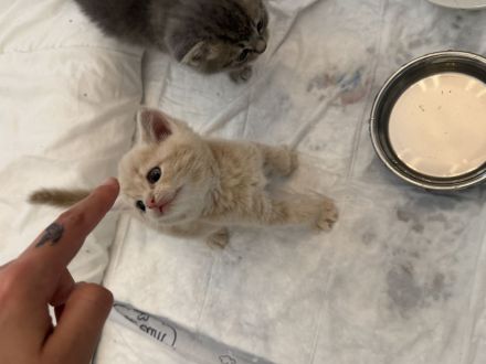 Kitten