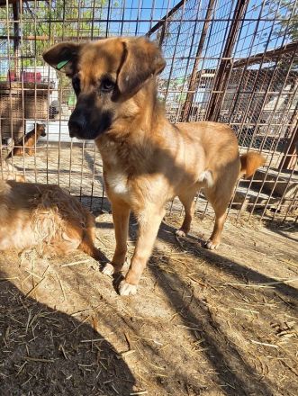 Marcy, hübsche Hündin sucht liebevolles Zuhause mit Körbchen, 1.5J, 41 cm