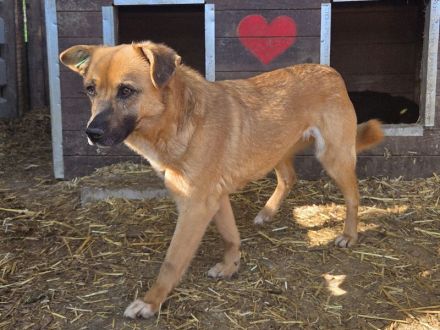 Marcy, hübsche Hündin sucht liebevolles Zuhause mit Körbchen, 1.5J, 41 cm