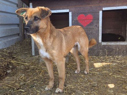 Marcy, hübsche Hündin sucht liebevolles Zuhause mit Körbchen, 1.5J, 41 cm