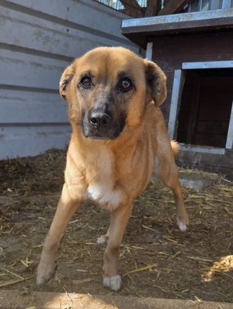 Marcy, hübsche Hündin sucht liebevolles Zuhause mit Körbchen, 1.5J, 41 cm