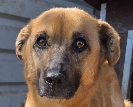 Marcy, hübsche Hündin sucht liebevolles Zuhause mit Körbchen, 1.5J, 41 cm
