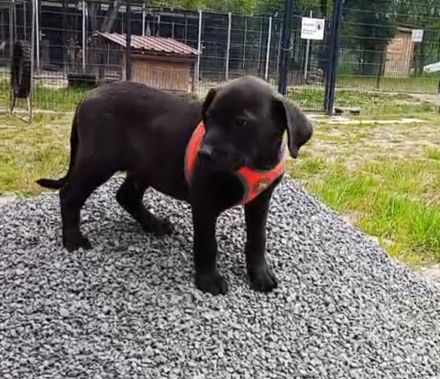 Lord, kleiner Mann wünscht sich sehnlich eine Familie
