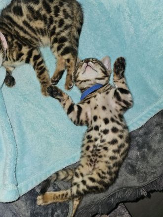 Bengal Kitten mit Stammbaum TICA