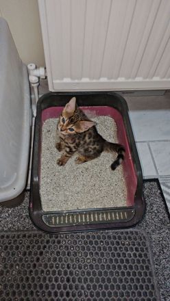 Bengal Kitten mit Stammbaum TICA