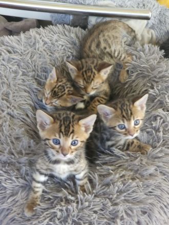 Bengal Kitten mit Stammbaum TICA