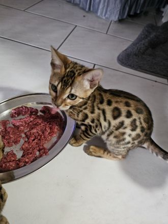 Bengal Kitten