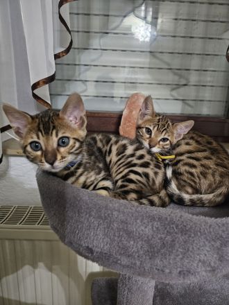 Bengal Kitten mit Stammbaum TICA