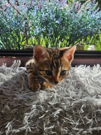 Bengal Kitten mit Stammbaum TICA