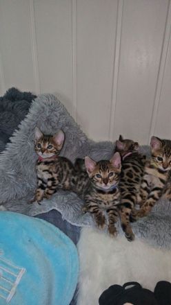 Bengal Kitten mit Stammbaum TICA
