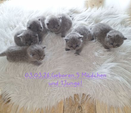 Bkh Reinrassige Kitten