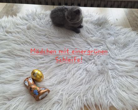 Bkh Reinrassige Kitten