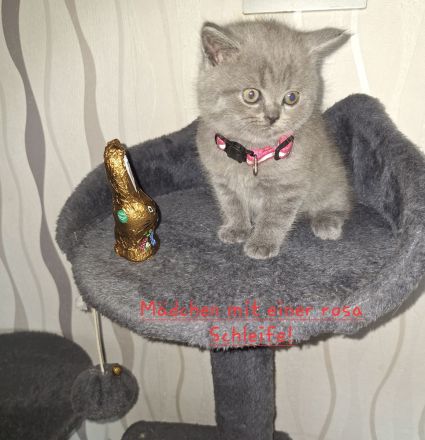 Bkh Reinrassige Kitten