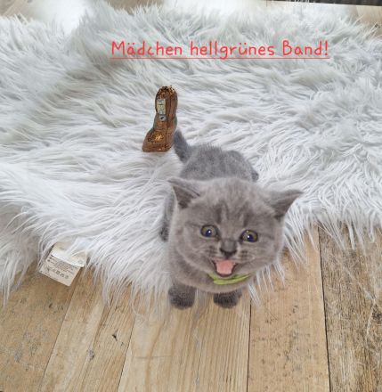 Bkh Reinrassige Kitten