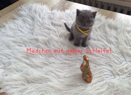 Bkh Reinrassige Kitten