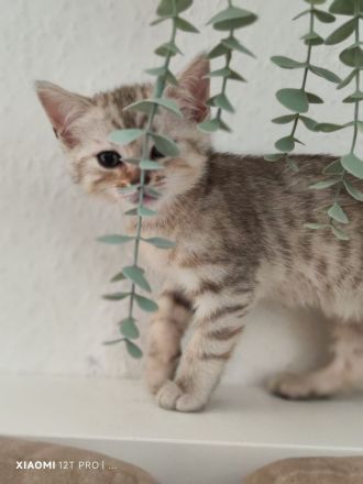 Bengal-Mix Babykater Kitten