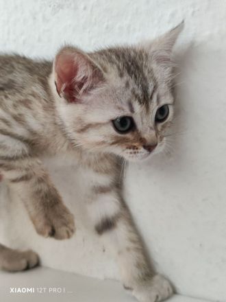 Bengal-Mix Babykater Kitten
