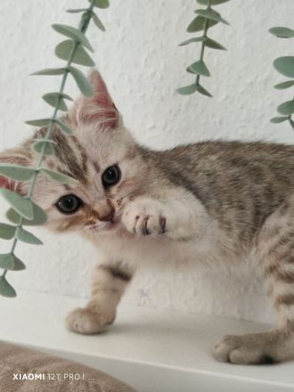 Bengal-Mix Babykater Kitten