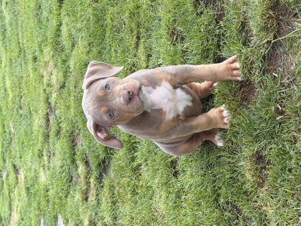 American Bully XL Welpen suchen ein Zuhause!