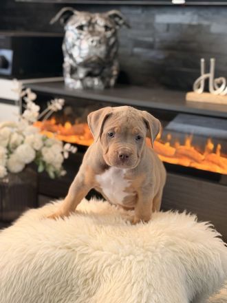 American Bully XL Welpen suchen ein Zuhause!