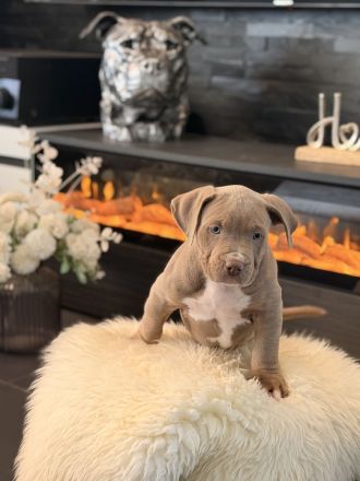 American Bully XL Welpen suchen ein Zuhause!