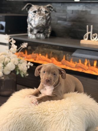 American Bully XL Welpen suchen ein Zuhause!