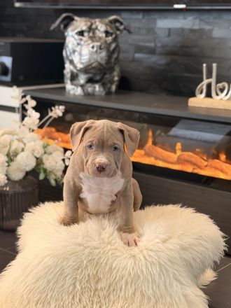 American Bully XL Welpen suchen ein Zuhause!