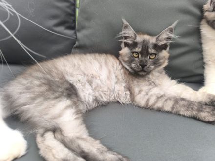 Kitten ab sofort umziehen können