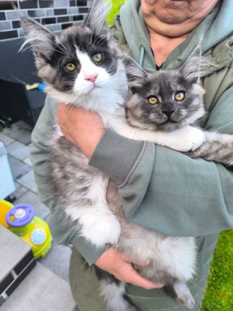 Kitten ab sofort umziehen können