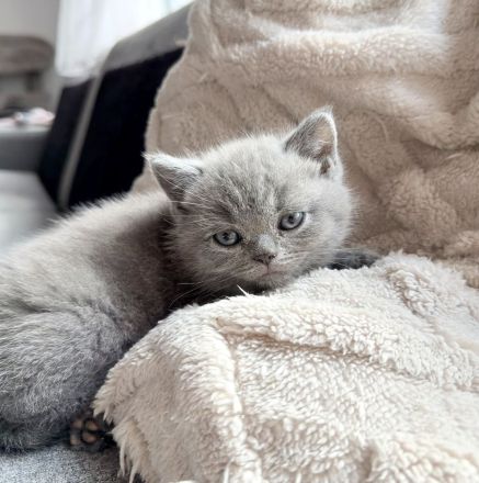 Britisch Kurzhaar kitten