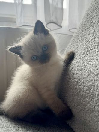 Britisch Kurzhaar kitten