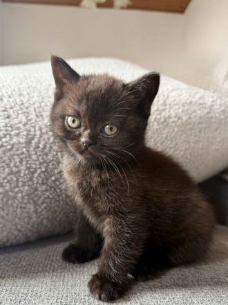 Britisch Kurzhaar kitten