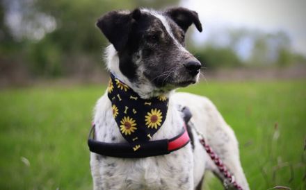 Miss Sunshine sucht liebevolles Zuhause