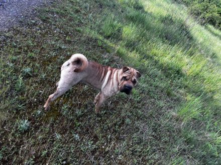 Ayla Liebevolle Reinrassiger Shar-Pei